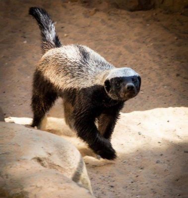badger spiritually tenacious capensis mellivora million interesting facts