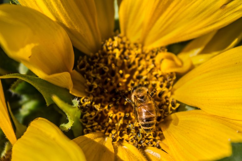 Honey Bee Feeding on Yellow Flower