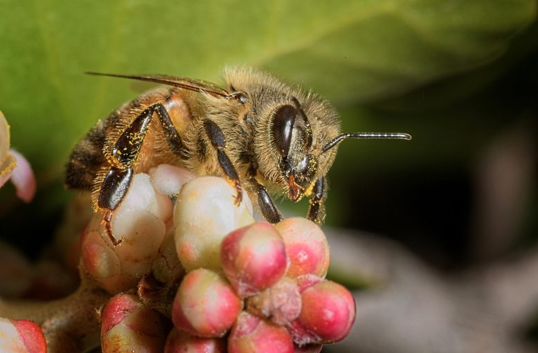Honey Bee Foraging