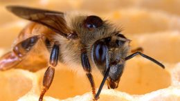 Honey Bee Honeycomb