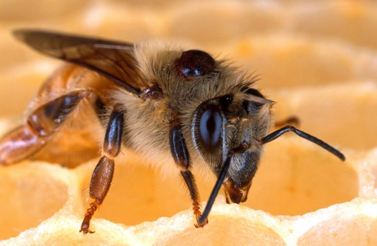 Honey Bee Honeycomb
