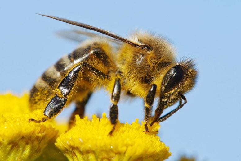Scientists Track Bees in 3D and Discover Remarkable Secret Navigation Skills