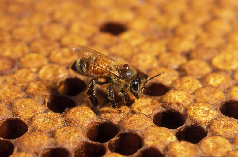 Honey Bee With Varroa Mite