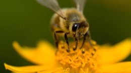 Honey Bee on Flower