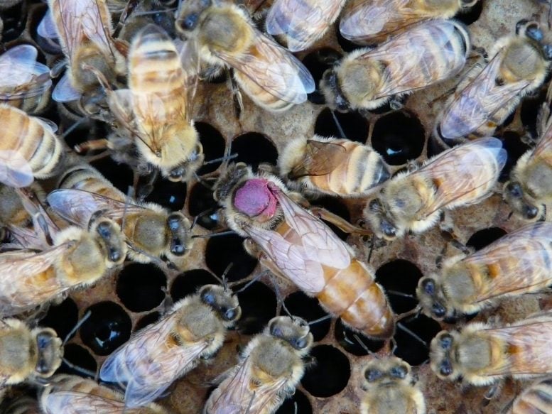 Honeybee Queens May Pass Toxic Chemicals to the Next Generation