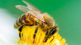 Honeybee on Flower Closeup