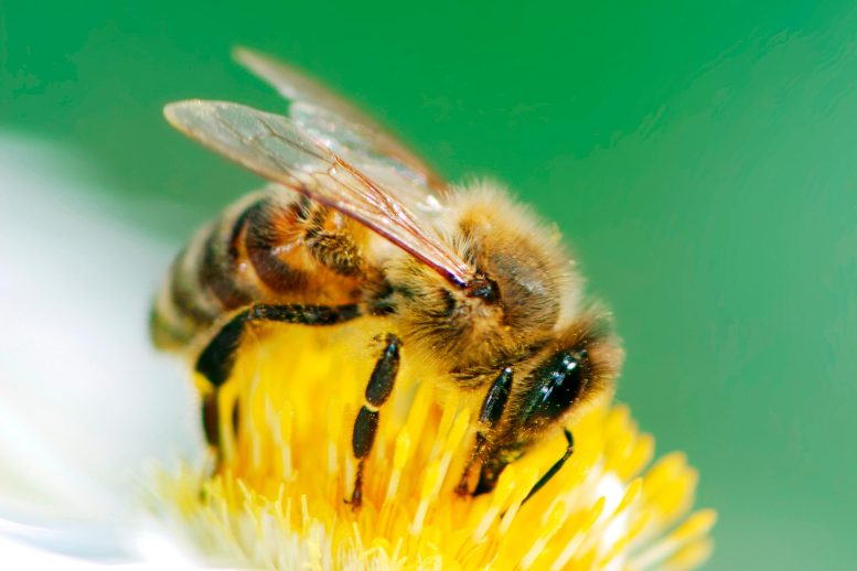 Honeybee on Flower Closeup