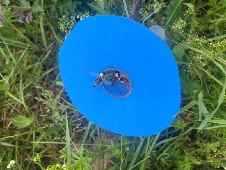 Honeybees Equipped With Small Reflector Markers