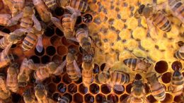 Honeybees Grooming and Feeding