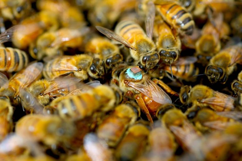 Honeybees and Queen Honeybee