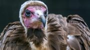 Hooded Vulture Close