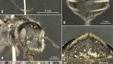 Buzzing Discovery: European Scientists Uncover New Bee Species in an Unexpected Place