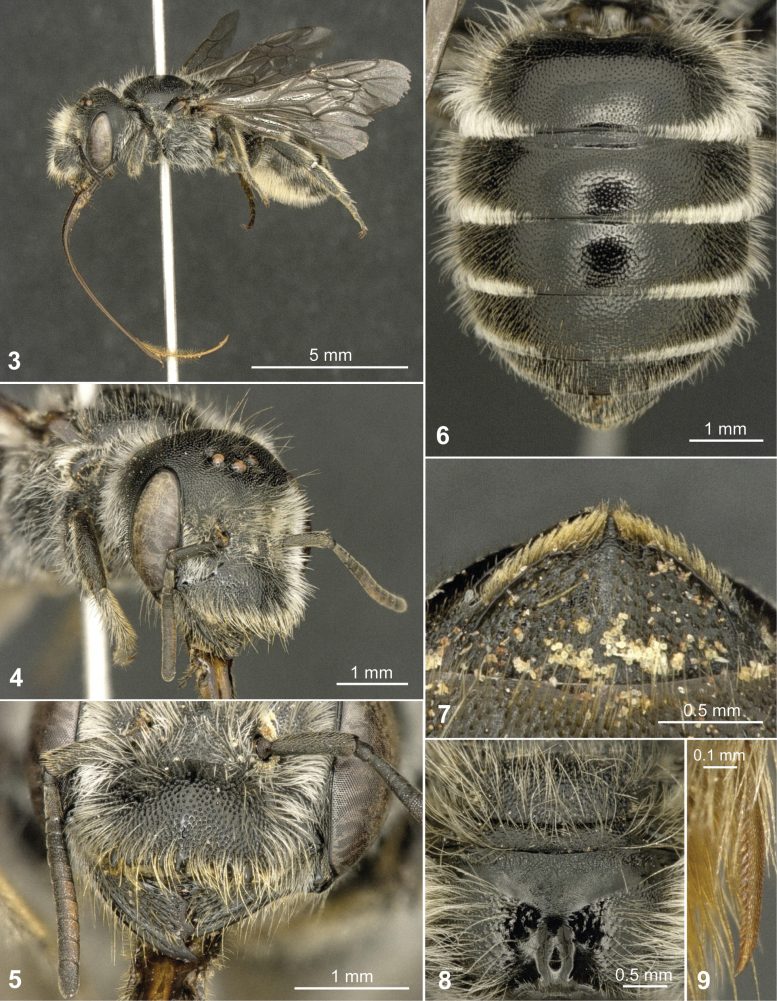 Hoplitis onosmaevae Female Holotype