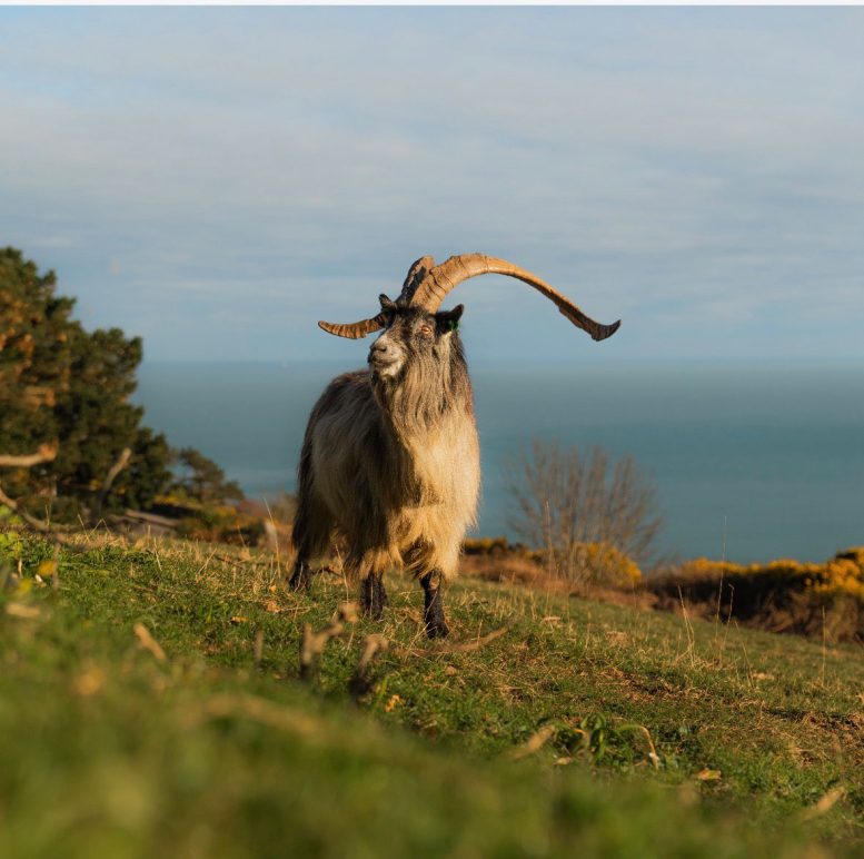 Horned Goat Overlooking Coastal Landscape