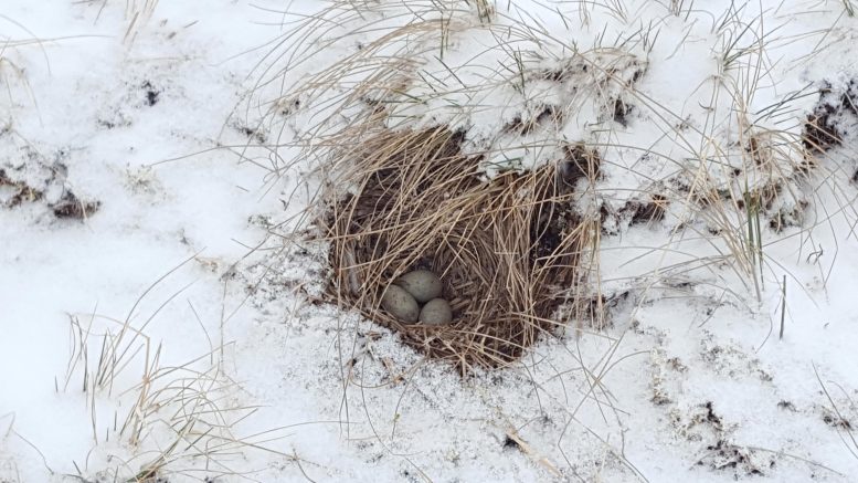 Horned Lark Nest in Snow