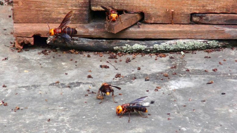 Hornets Outside a Honey Bee Colony