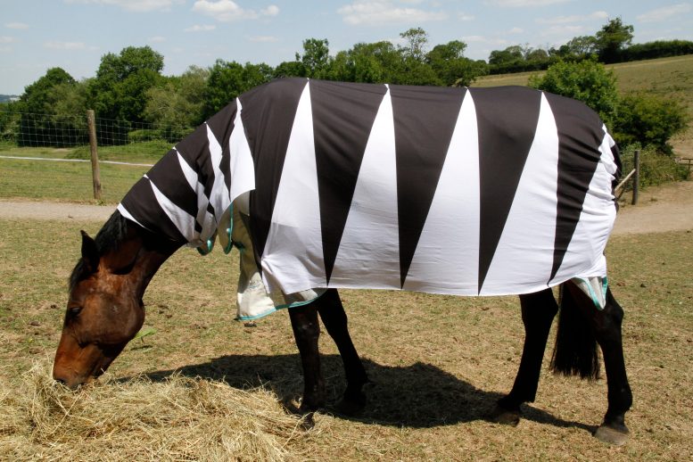 Horse Eating Patterned Blanket