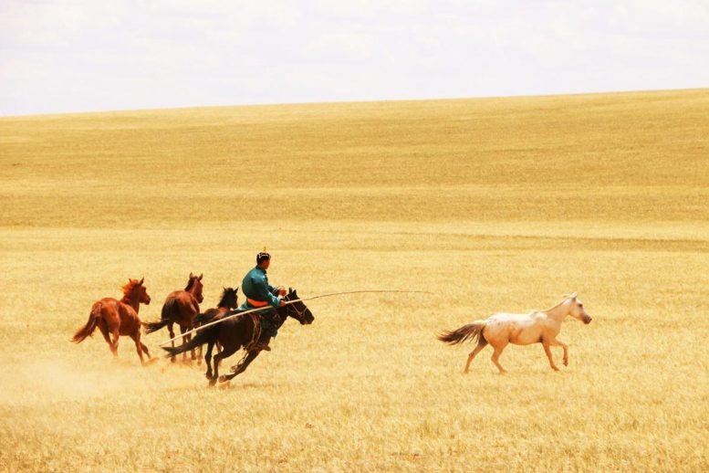 רועי סוסים במונגוליה הפנימית, סין