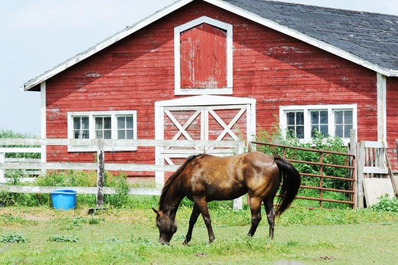 Horse Red Barn