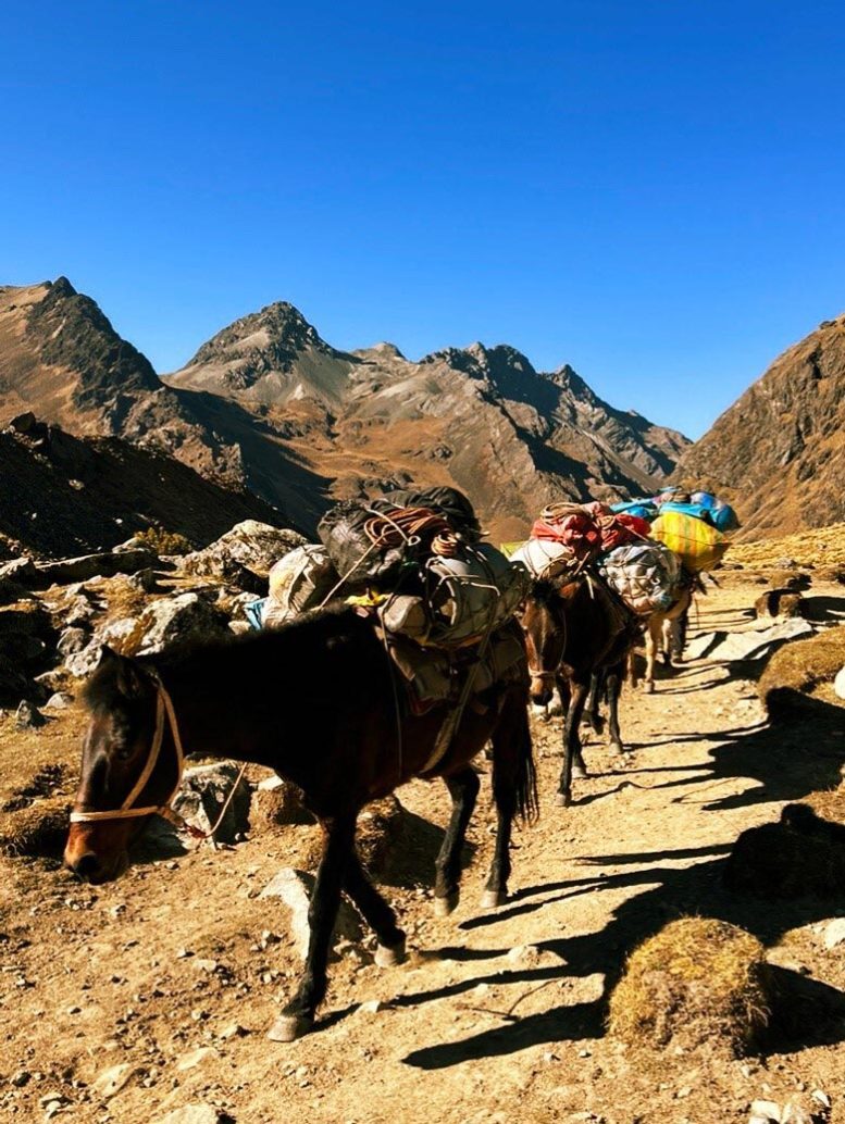 Horse and Mule Trains Carrying Heavy Loads Across Peruvian Andes