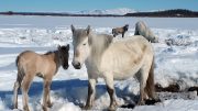 Horses Compressing the Snow