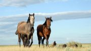 Horses on Steppe