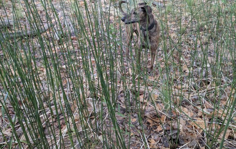 Horsetail Along the Rio Grande