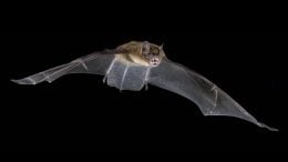 How Bats Relocate in Response to Tree Loss