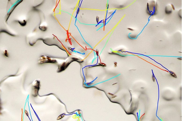 Bagaimana Diatom Bergerak Melalui Es