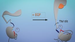 How Epidermal Growth Factor (EGF) Receptor Changes