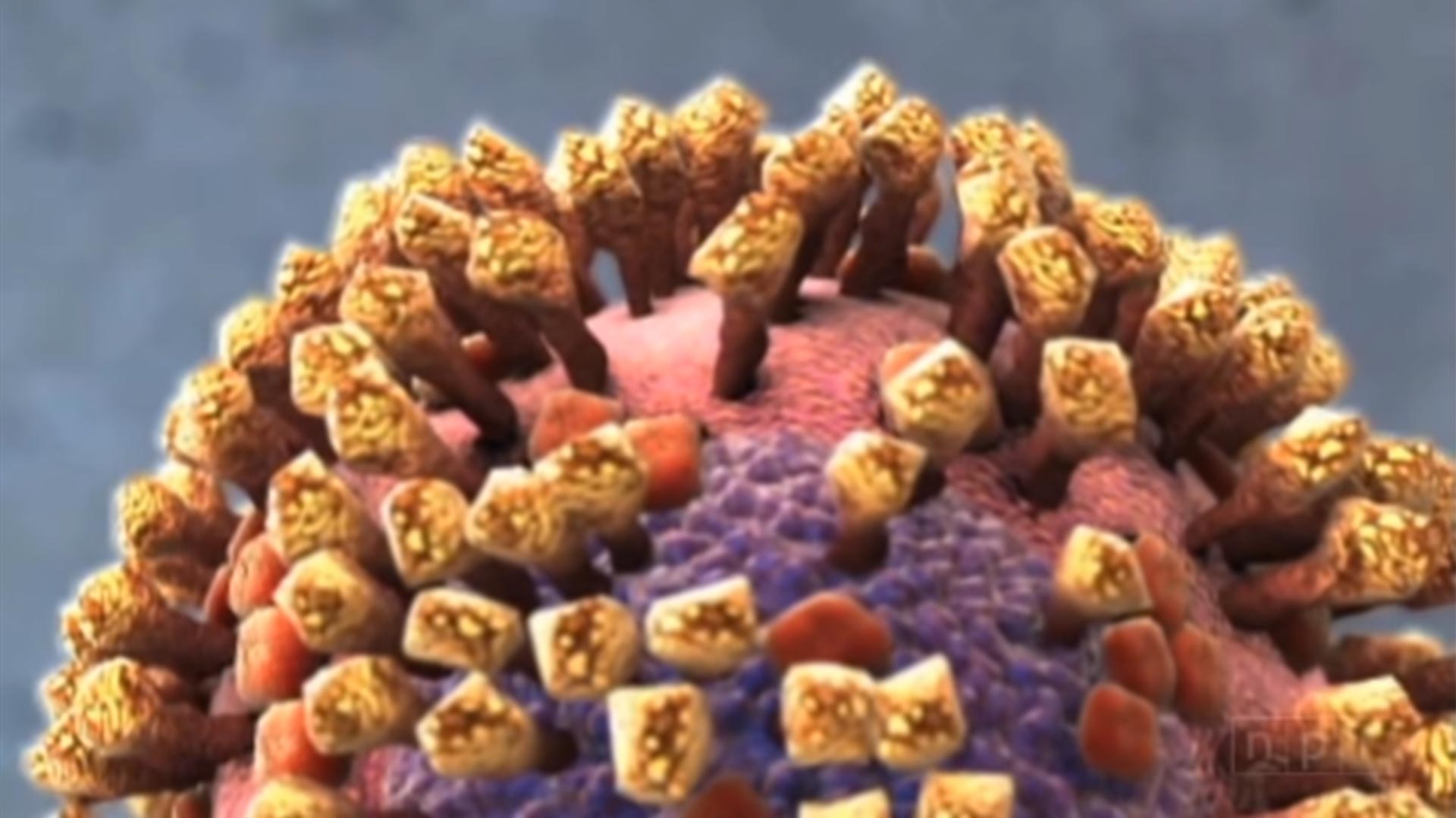 Flu Attack! How A Virus Invades Your Body : Krulwich Wonders : NPR