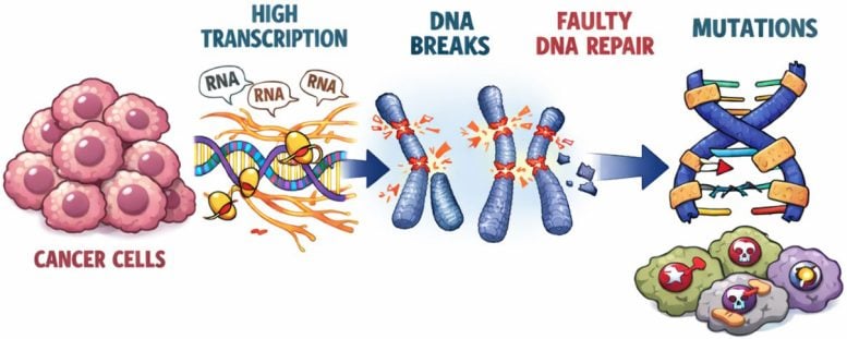 Come l'iperattività genica può danneggiare il DNA