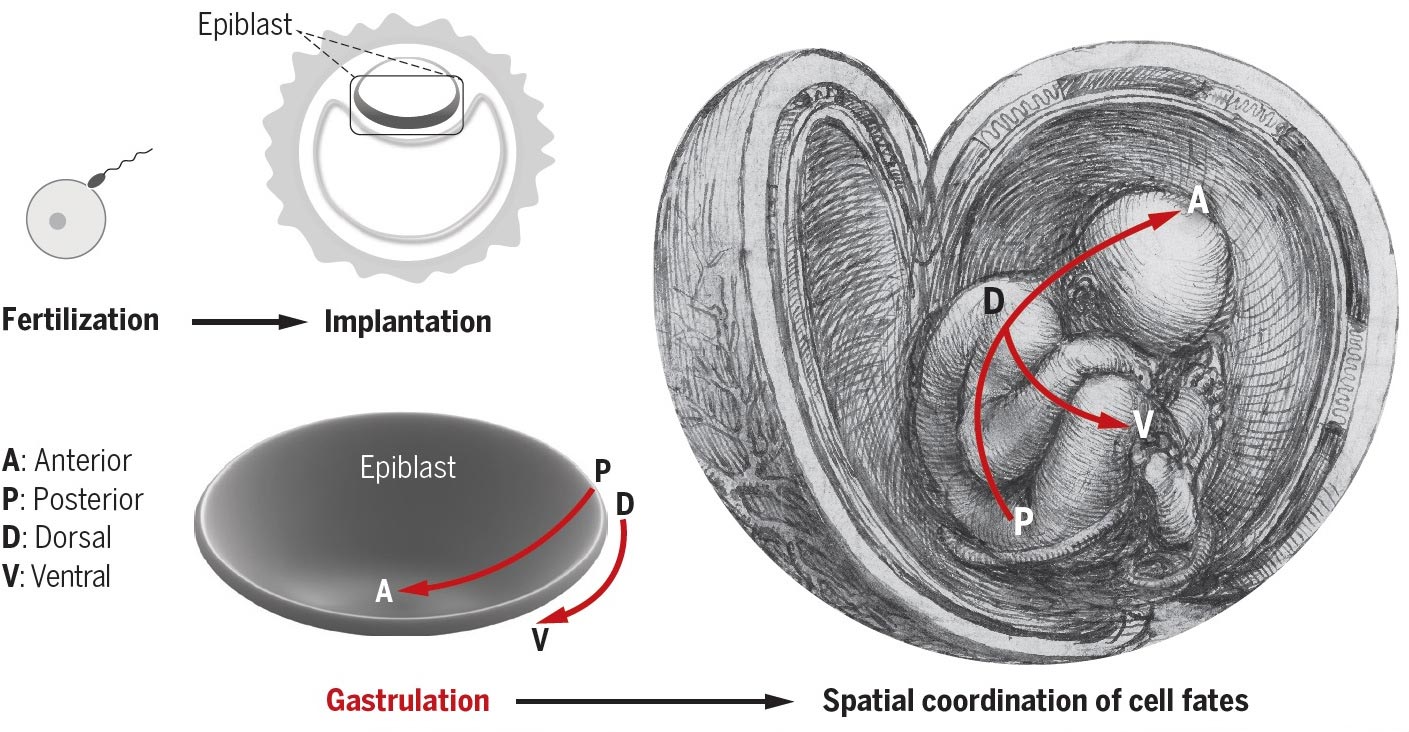 The Primitive Streak and Building a Human Body Through Gastrulation