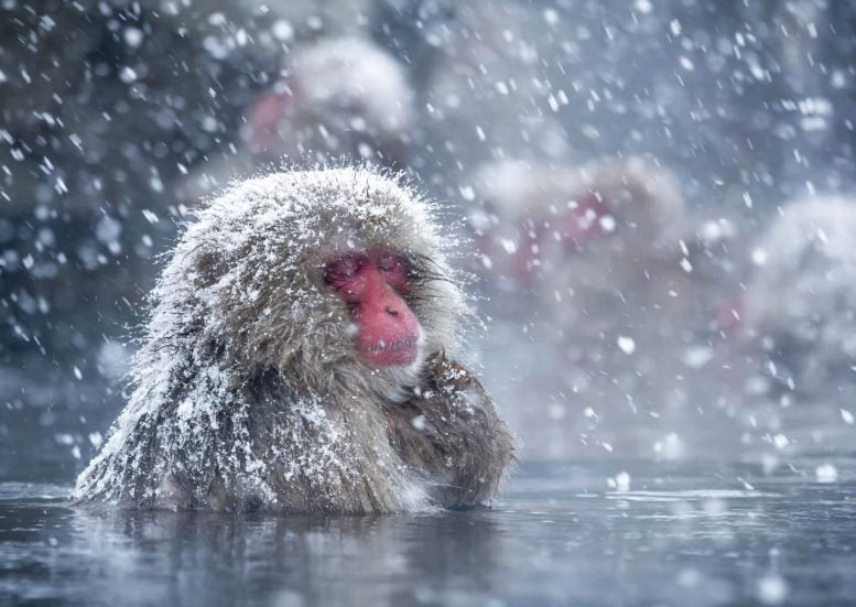 How Japan's Snow Monkeys Cope With the Cold