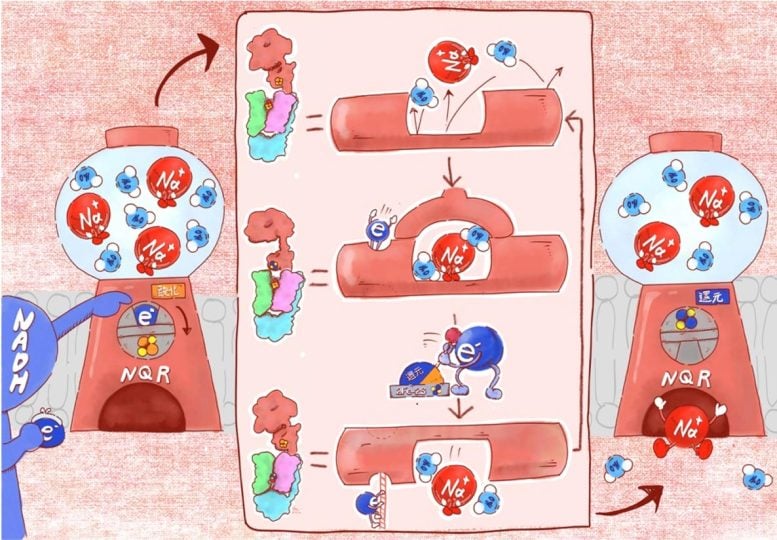 How Redox Reactions Drive Bacterial Sodium Pump Mechanism