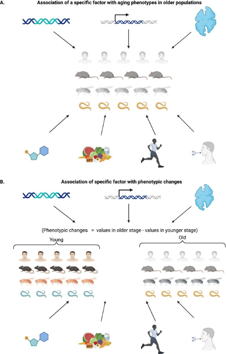 How To Identify Regulators of Aging
