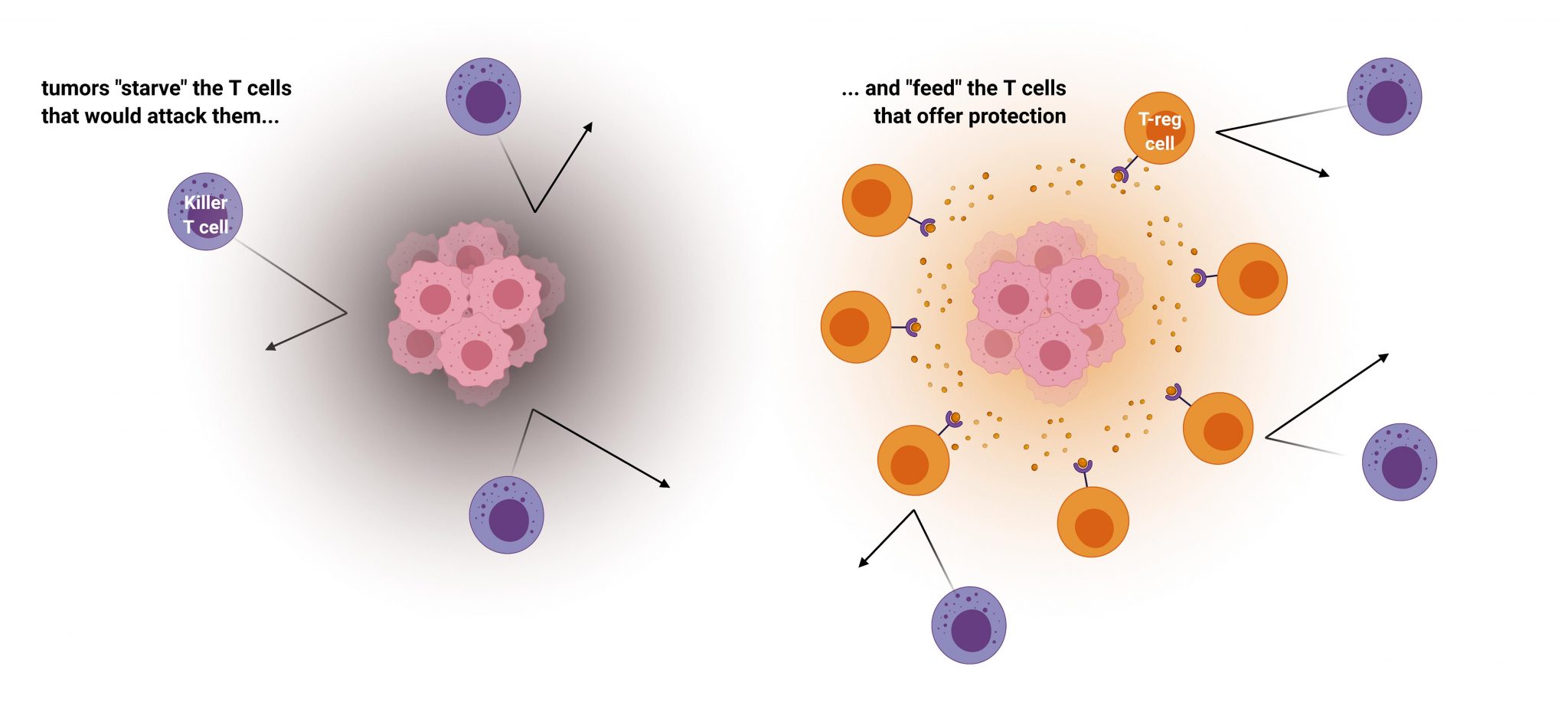 Chemicals In Areas Surrounding Tumors Subvert The Immune System And 1317