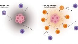 How Tumor Microenvironment Tricks the Immune System