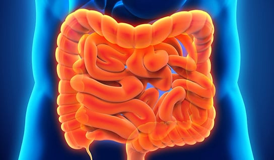 How We Live in Harmony With Gut Bacteria