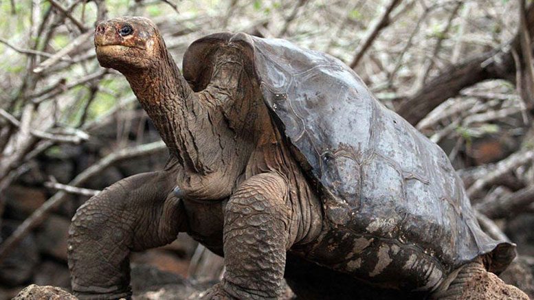 How a Giant Tortoise Gets Off its Back