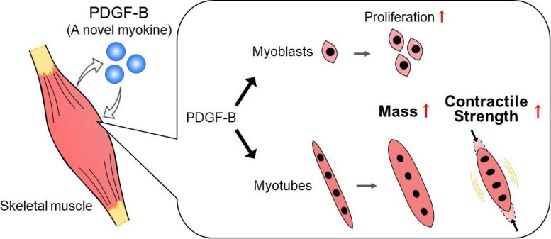 How the Myokine Pdgf B Impacts Cellular Processes in Skeletal Muscle