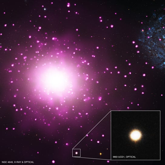 Hubble and Chandra Find Evidence for Densest Nearby Galaxy M60 UCD1