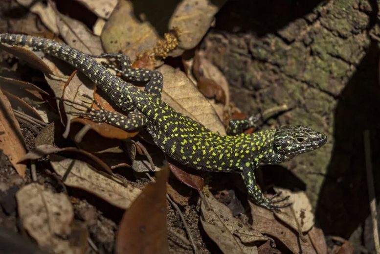 Hulk Lizard Across Landscape