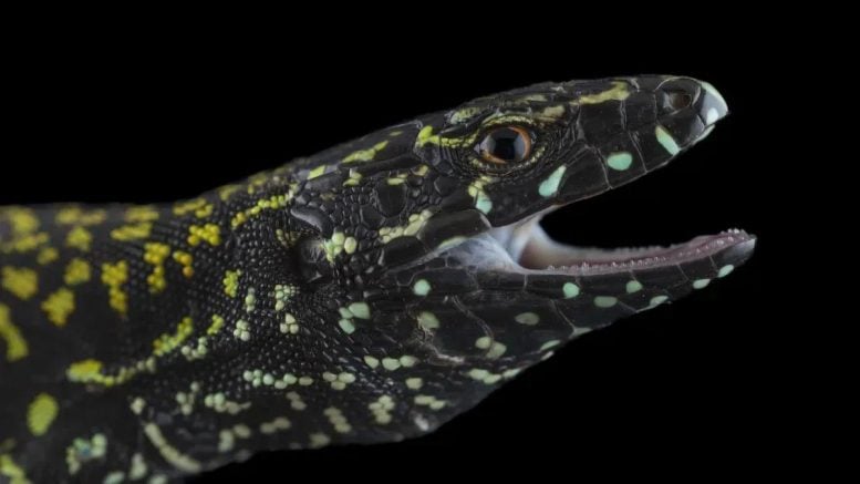 “Hulk Lizards” Are Wiping Out Millions of Years of Evolution