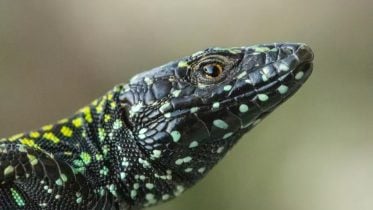 “Incredible Hulk” Lizard Unveils Secrets of Evolutionary Adaptation