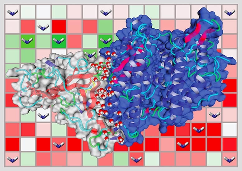Récepteur ACE2 humain interagissant avec la protéine de pointe du SRAS-CoV-2
