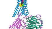 Human Adenosine A1 Receptor Cryogenic Electron Microscopy Structure