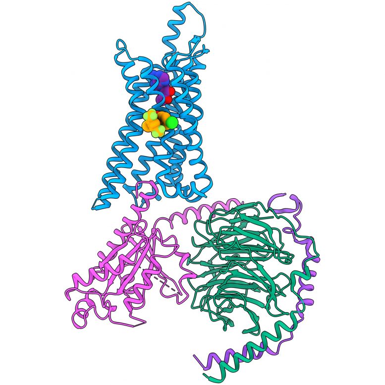 Human Adenosine A1 Receptor Cryogenic Electron Microscopy Structure