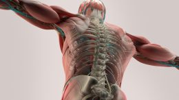 Human Anatomy Back Spine Muscle Bone