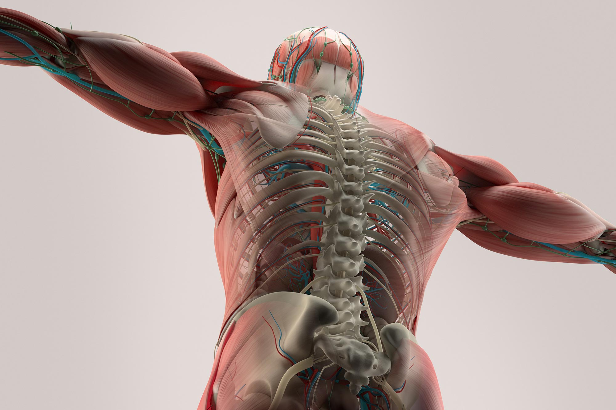 Sebuah studi baru mengungkapkan penyebab kelemahan otot